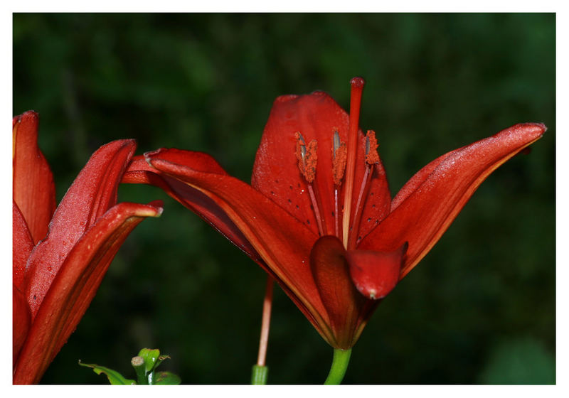 Lady in Red