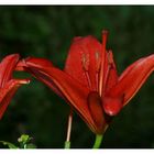 Lady in Red