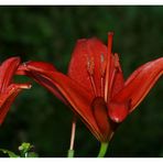 Lady in Red