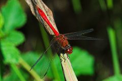 lady in red