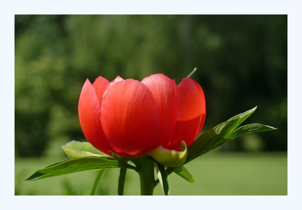 "Lady" in red