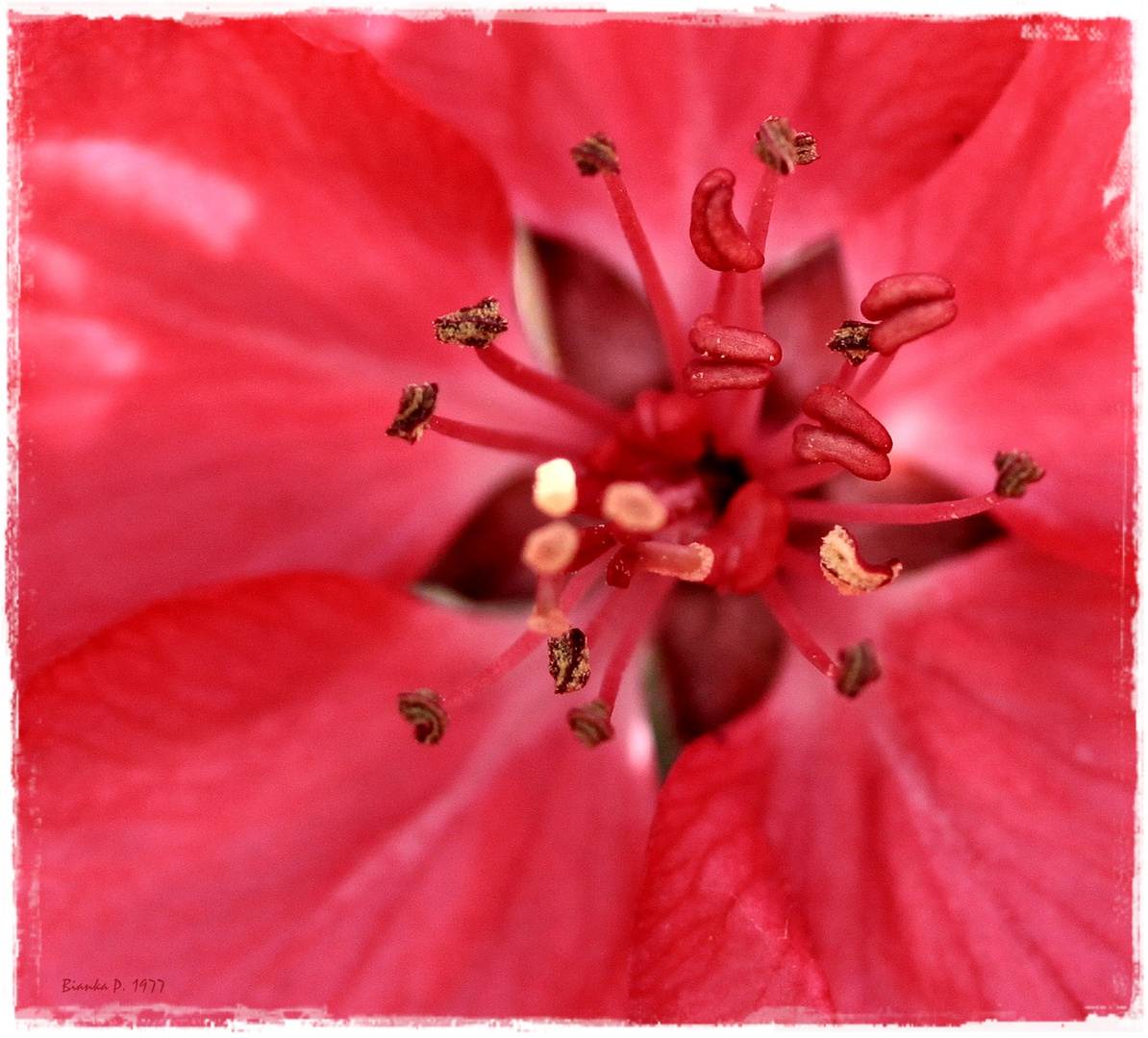 ... lady in red ...