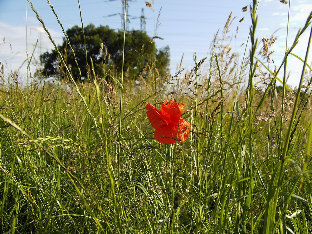 Lady in red