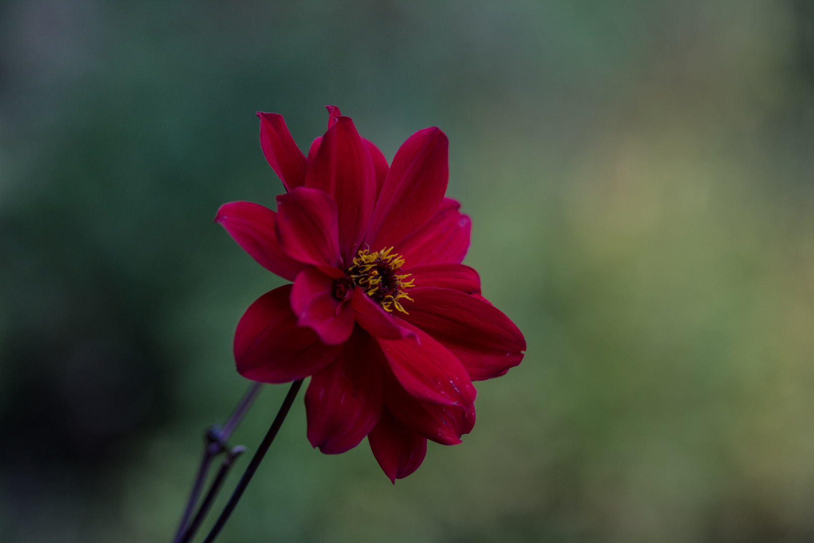 Lady in Red 