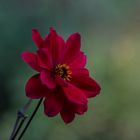 Lady in Red 