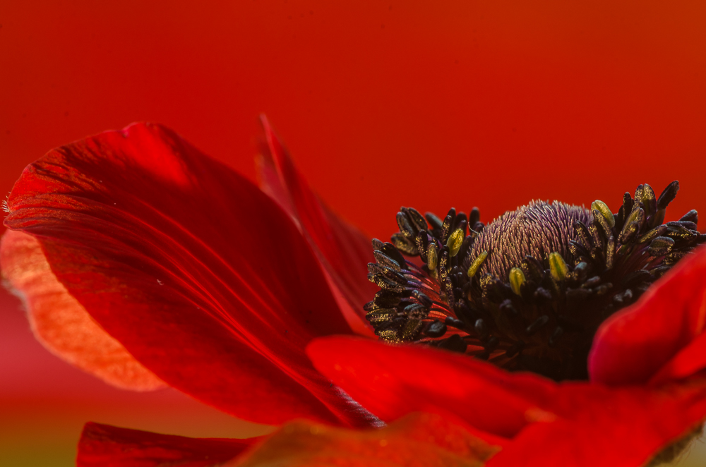 lady in red...