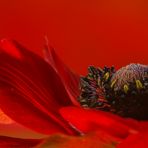 lady in red...