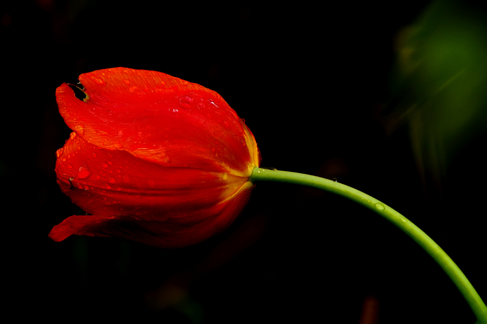 Lady in Red