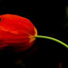 Lady in Red