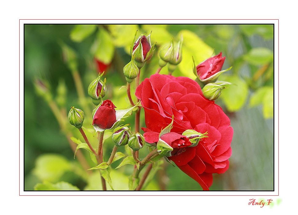 ... lady in red ...