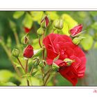 ... lady in red ...