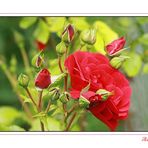 ... lady in red ...