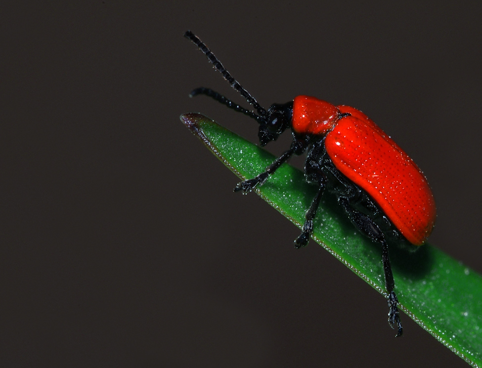 Lady in red