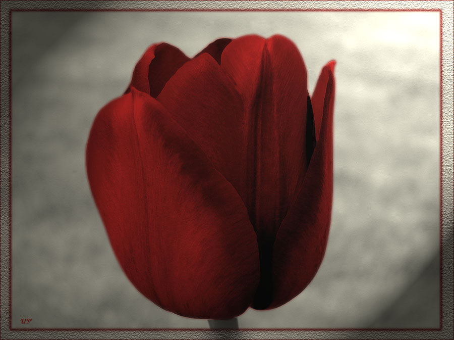 Lady in red