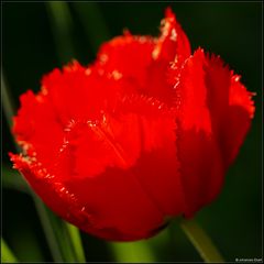 Lady in Red