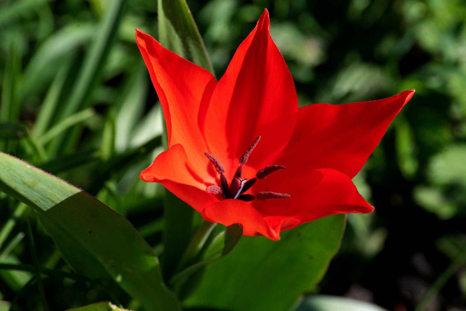 lady in red