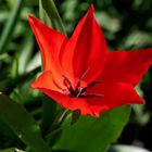 lady in red