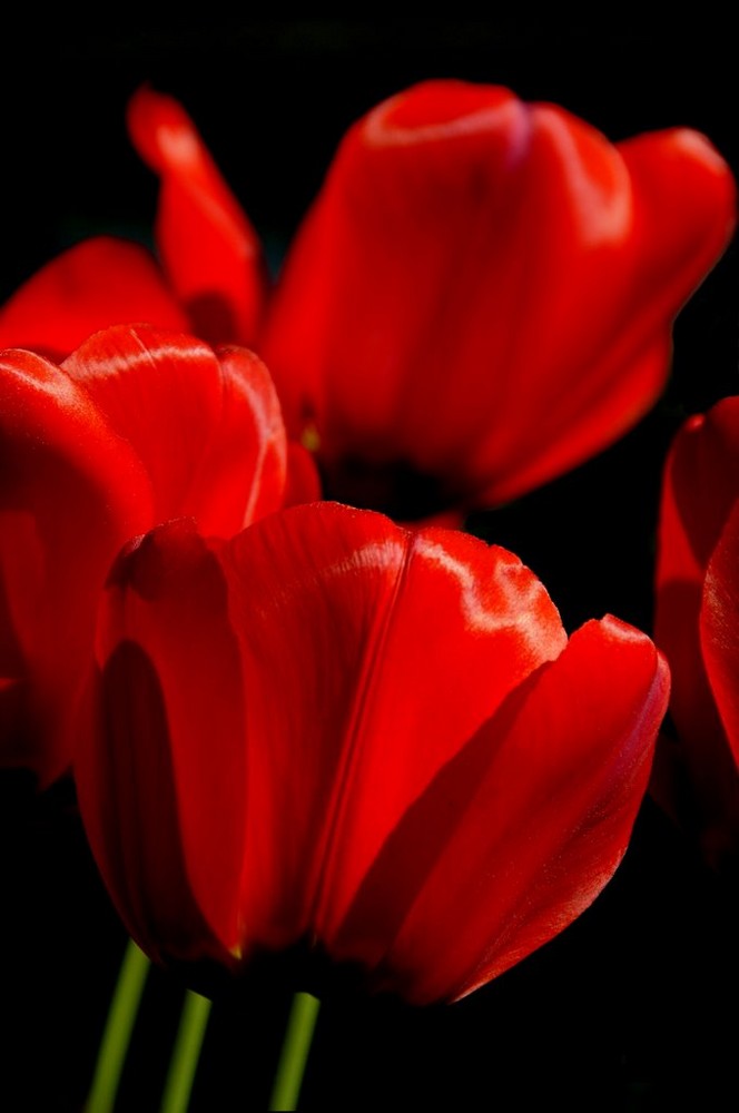 Lady in red