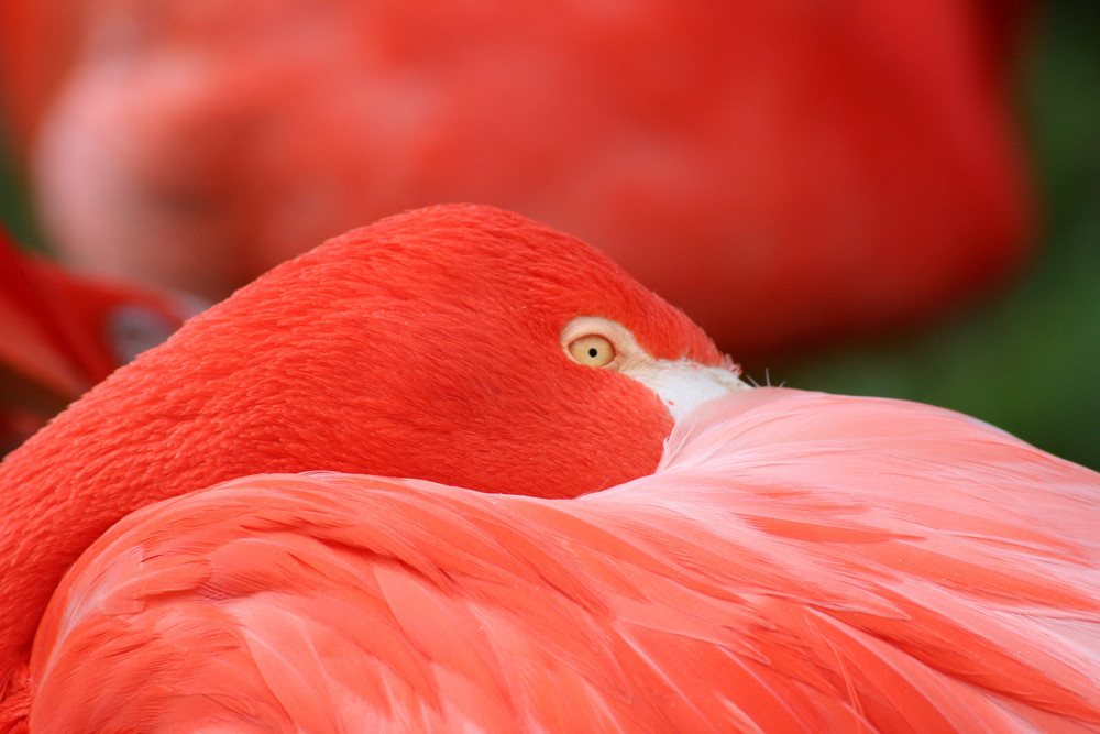 Lady in Red