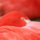 Lady in Red