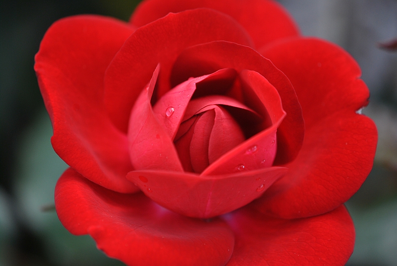 Lady in Red