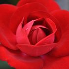 Lady in Red