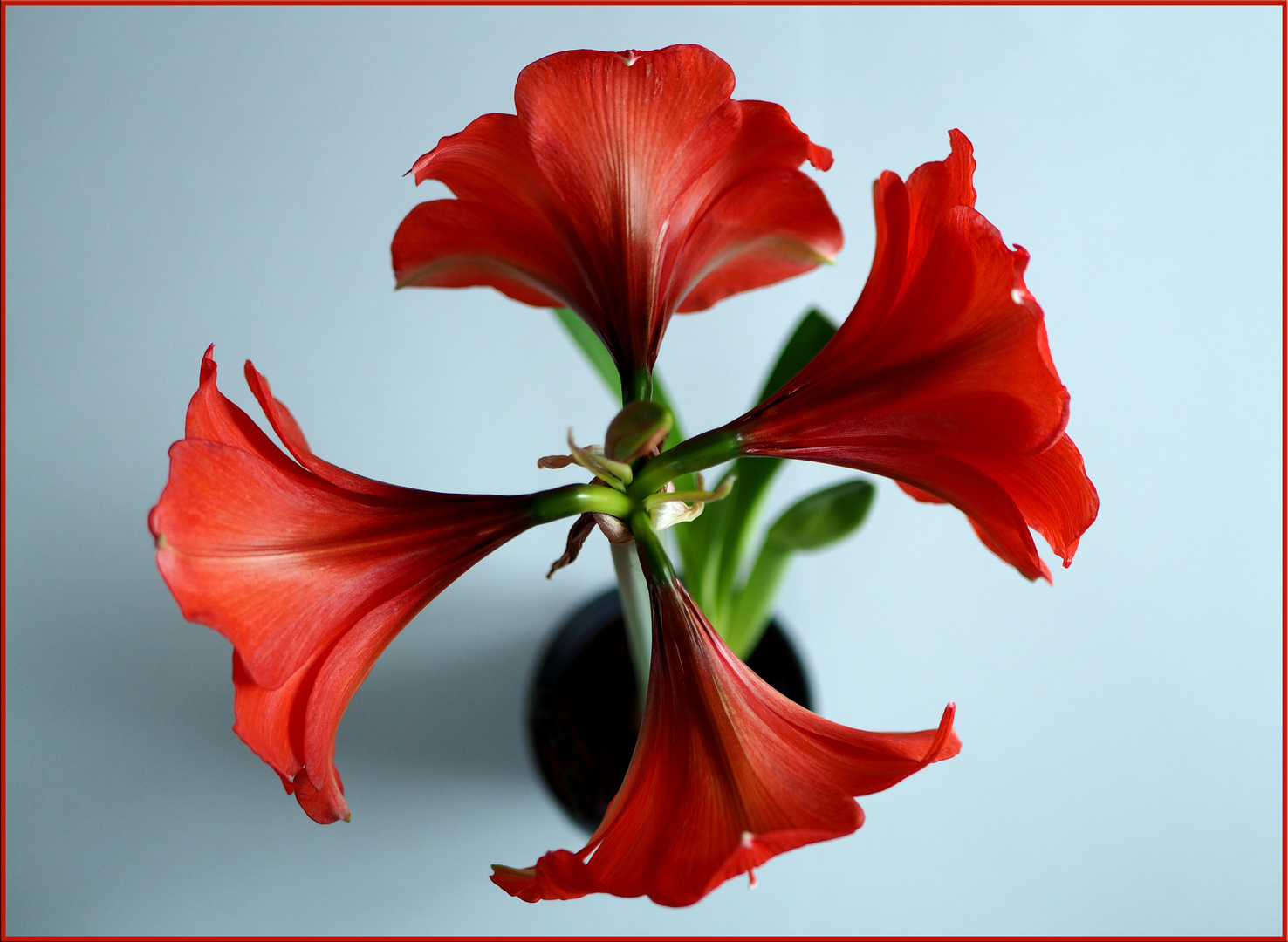 Lady in Red