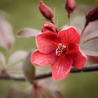 Lady in red