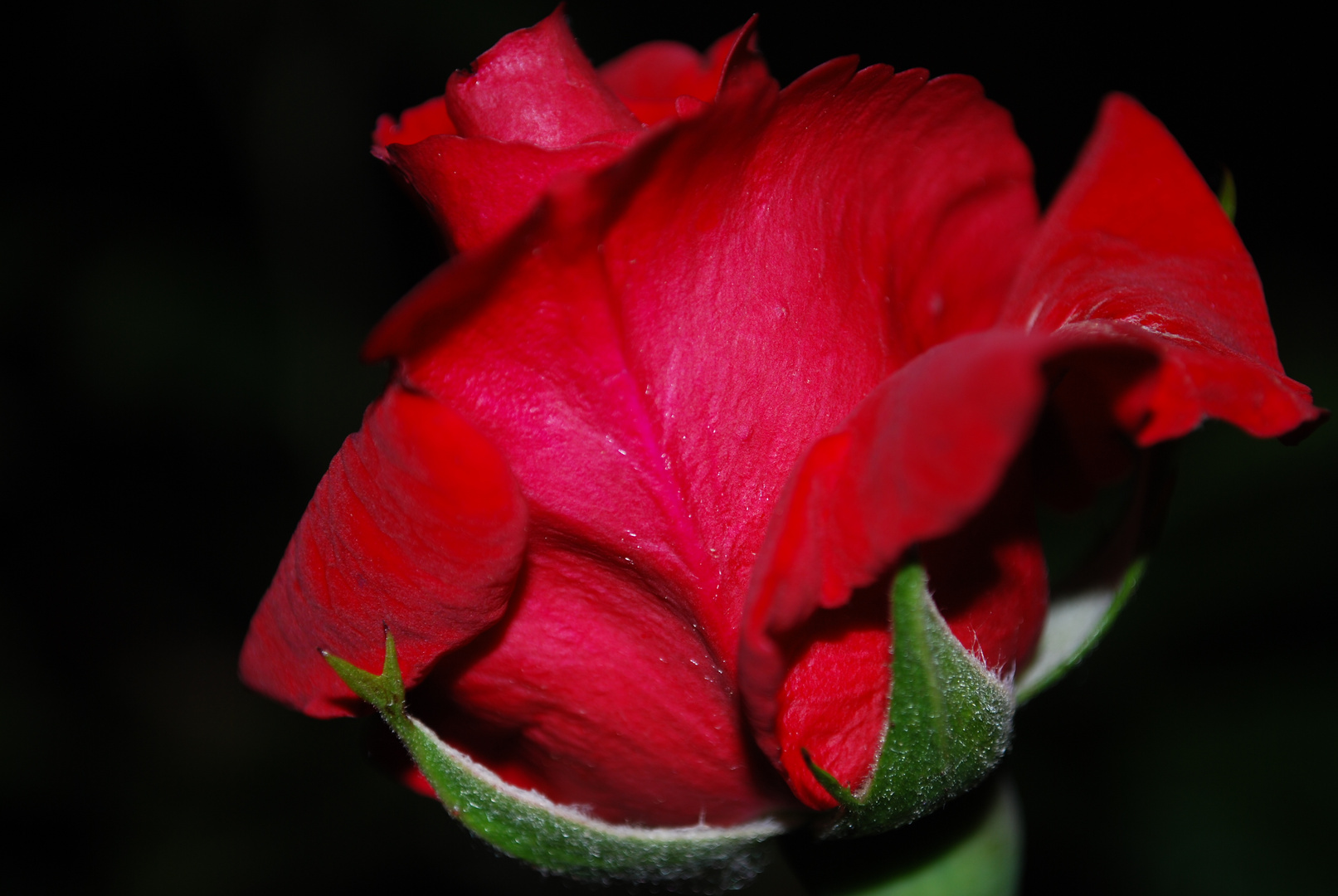 "Lady in red"