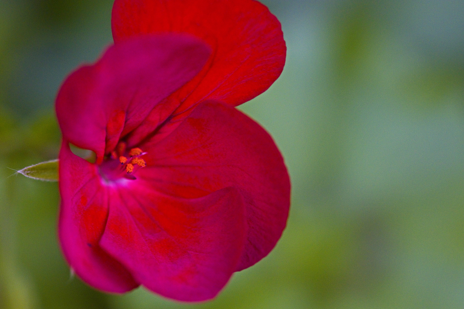 Lady in red