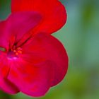 Lady in red