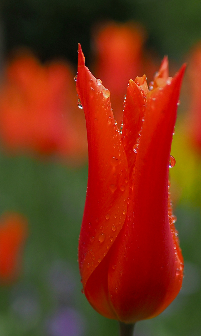 Lady in Red