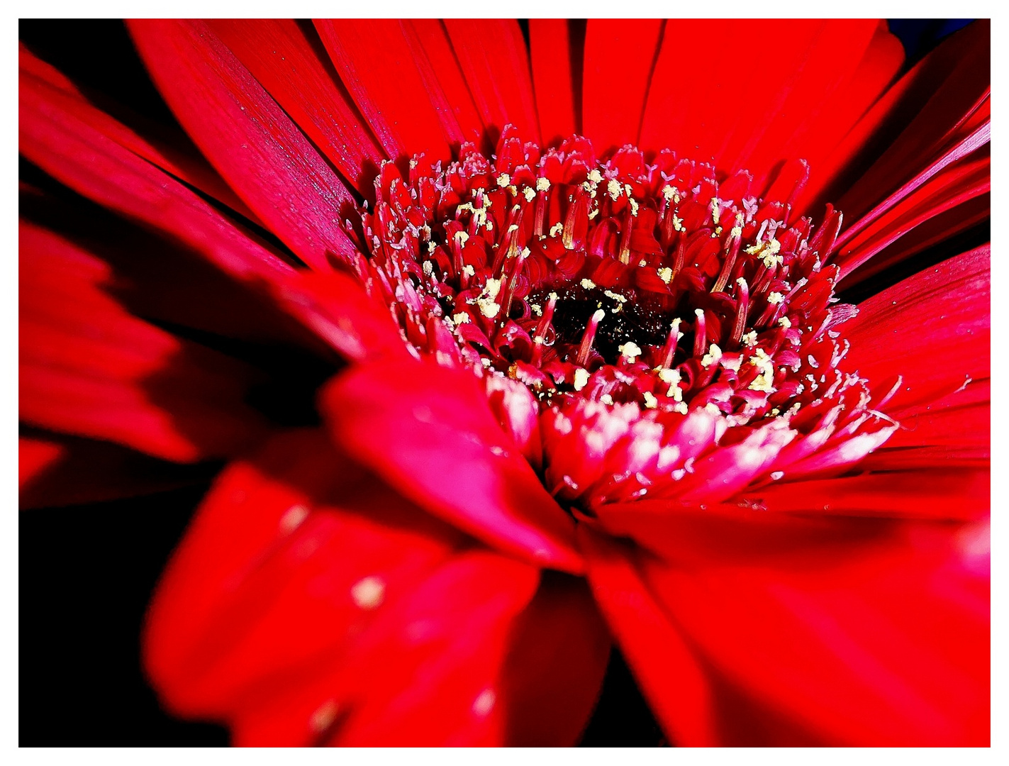 Lady in Red