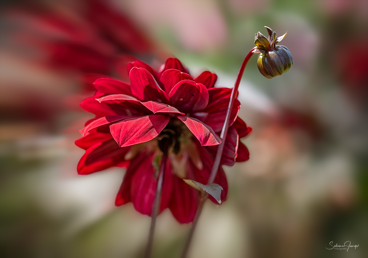 Lady in Red