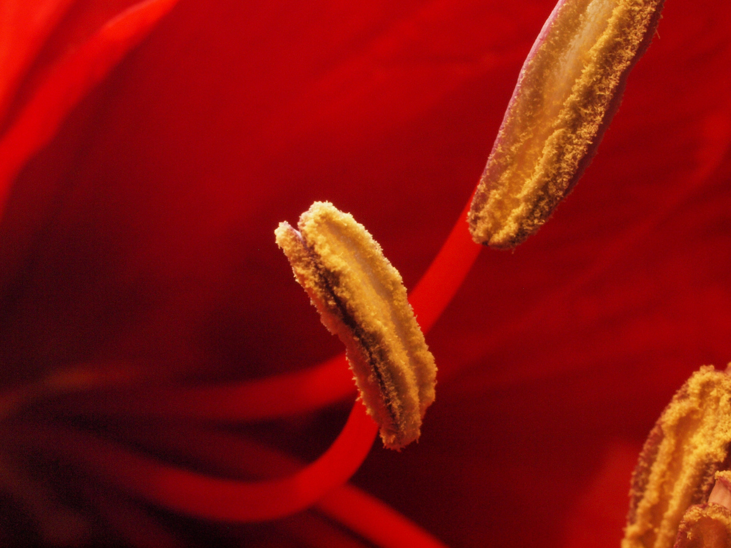 Lady in Red