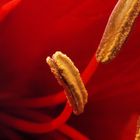 Lady in Red