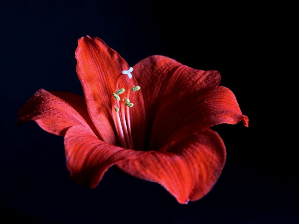 lady in red