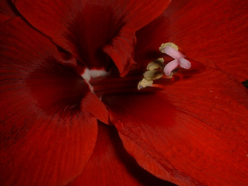 Lady in red!