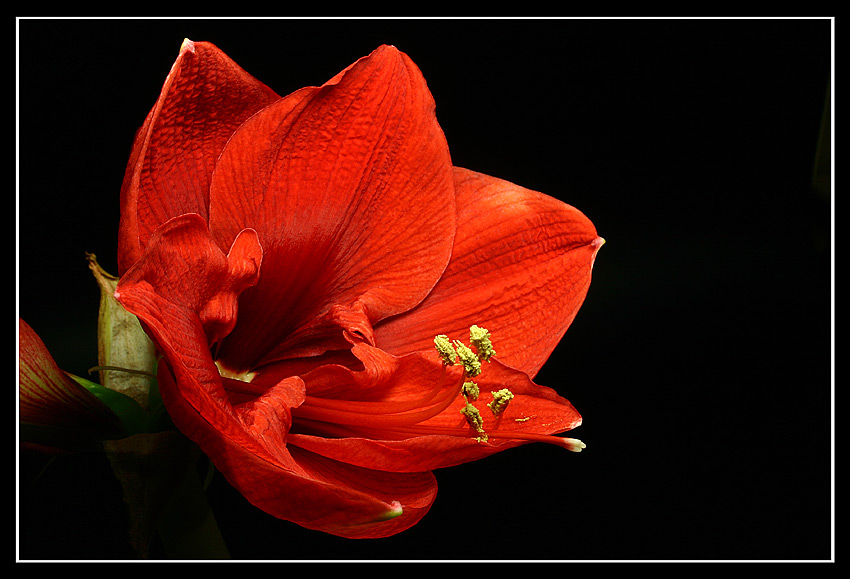 Lady in Red