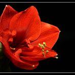 Lady in Red