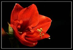 Lady in Red