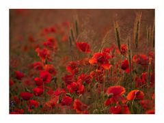 - lady in red -