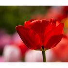 Lady in red