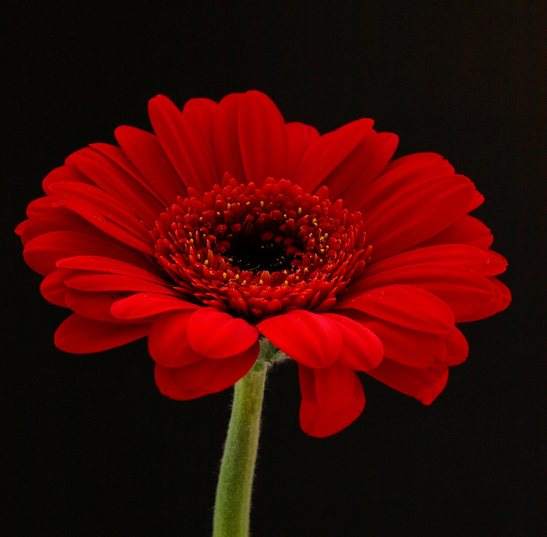 Lady in red