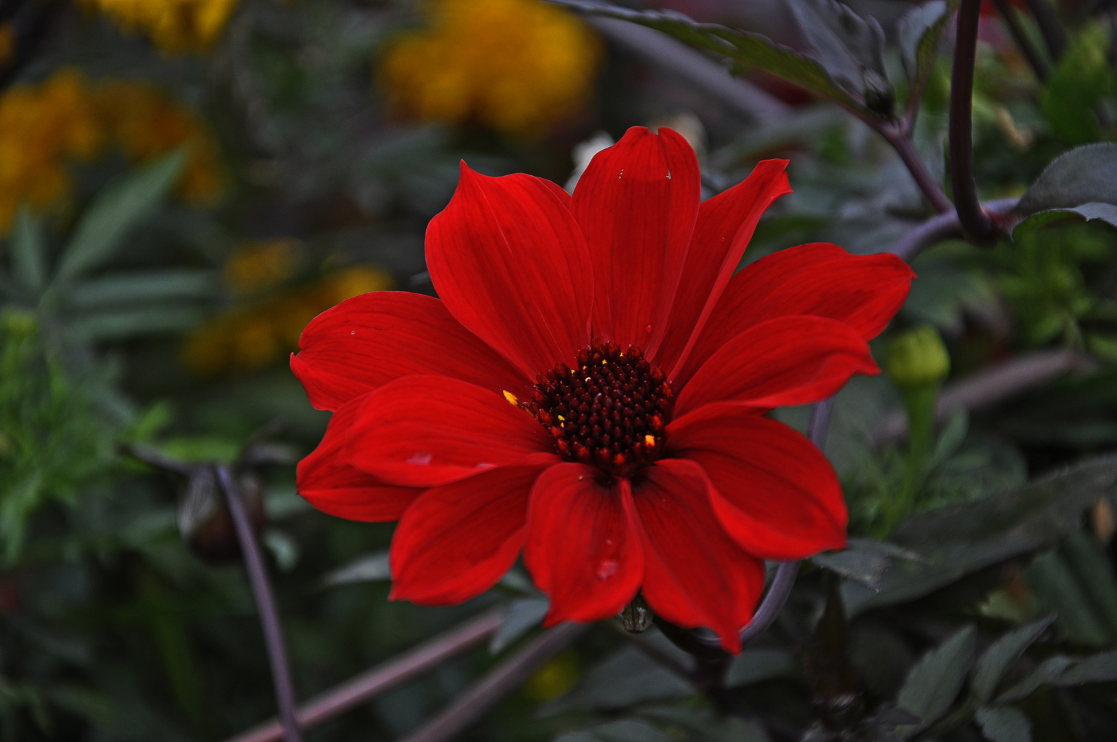 lady in red ....