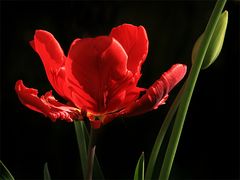 Lady in Red