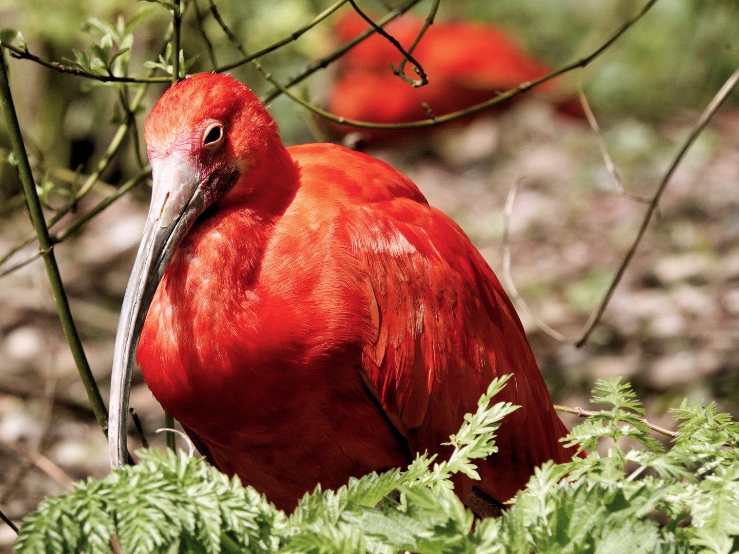 Lady in Red