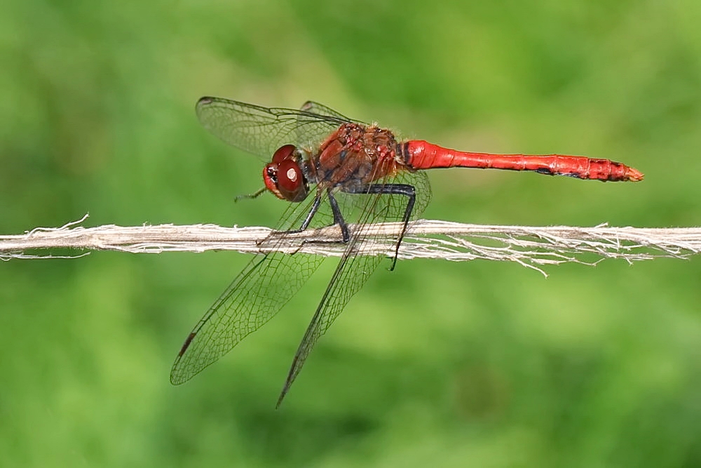 Lady in Red..........