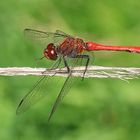 Lady in Red..........