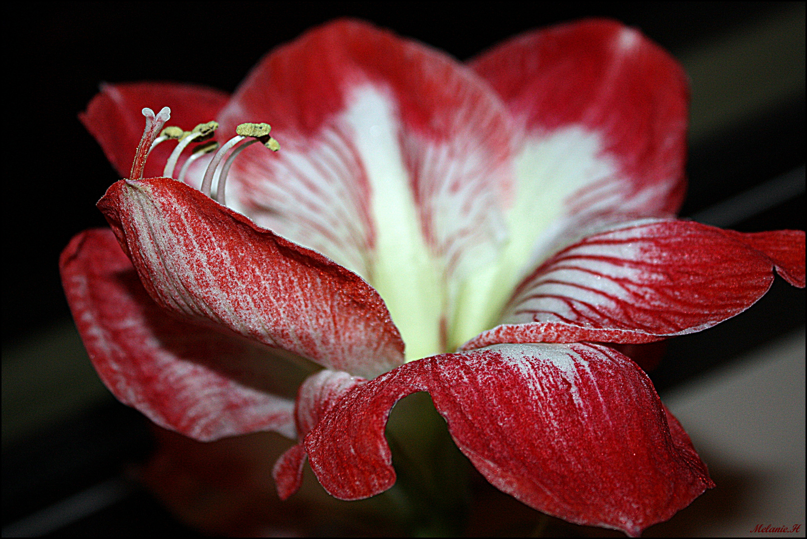 Lady in Red